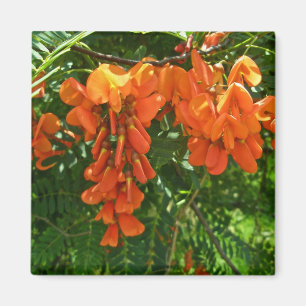 Scarlet Wisteria (Sesbania punicea) OBX Magnet