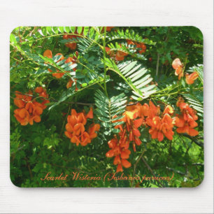 Scarlet Wisteria (Sesbania punicea) OBX NC Series Mouse Pad
