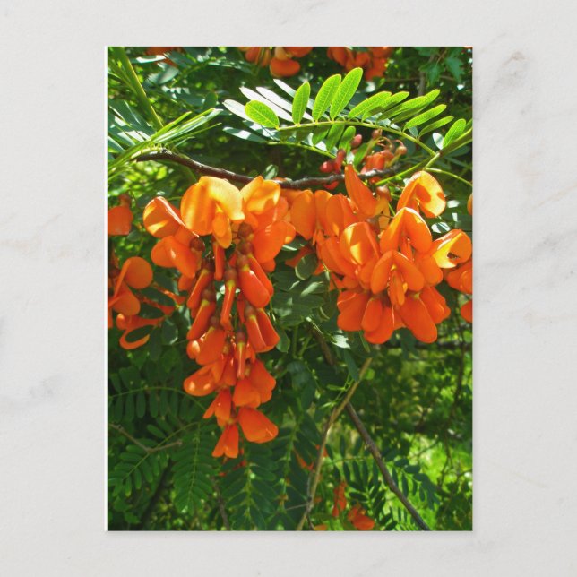 Scarlet Wisteria (Sesbania punicea) OBX NC Series Postcard (Front)