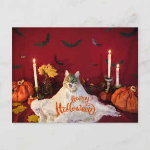 Scary Cat in Funny Halloween Costume  Holiday Postcard