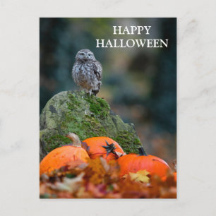 Scary Halloween Night with Witch Owl Bats Postcard