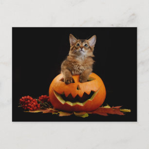 Scary Halloween Pumpkin And Somali Kitten Postcard