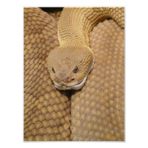 Scary Rattlesnake Photo Print