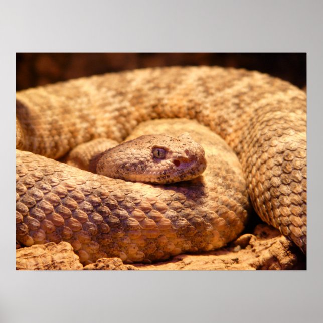 Scary Spotted Rattlesnake Poster (Front)