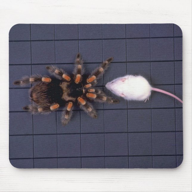 Scary Tarantula spider and white mouse Mouse Pad (Front)