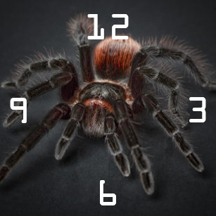 Spiders Wall Clocks Zazzle Com Au