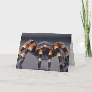 Scary Tarantula spider Card