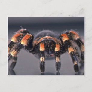 Scary Tarantula spider Postcard