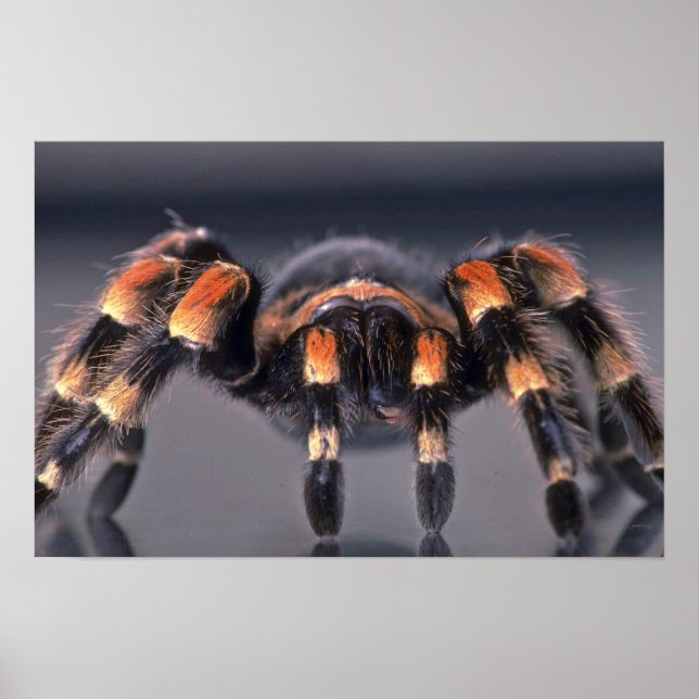 Scary Tarantula spider Poster (Front)