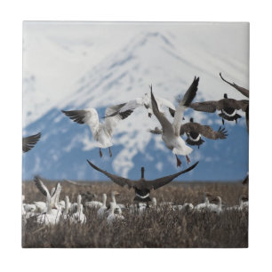 Scattering Geese Ceramic Tile