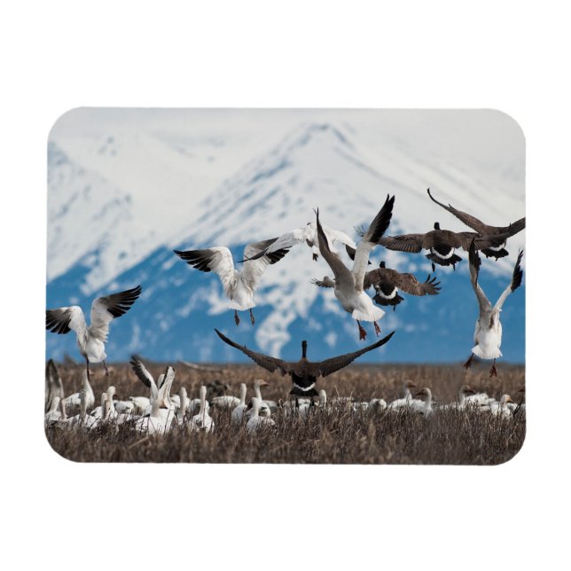 Scattering Geese Magnet (Horizontal)