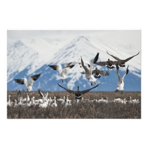 Scattering Geese Photo Print