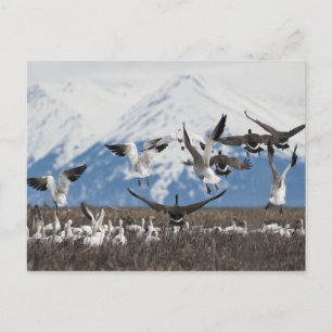 Scattering Geese Postcard