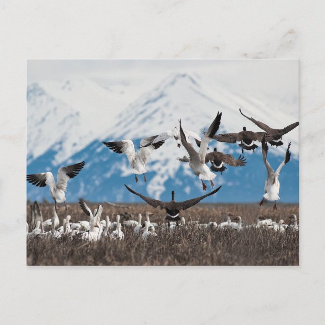 Scattering Geese Postcard (Front)