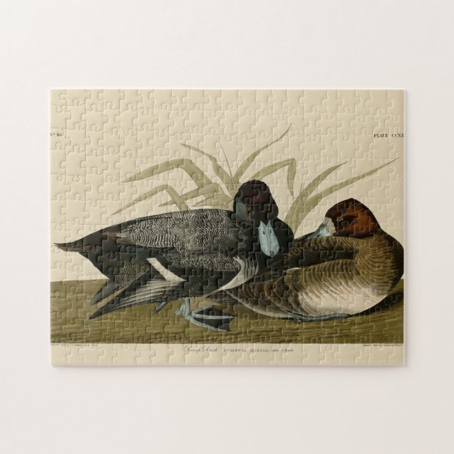 Scaup Duck (Lesser Scaup) Audubon Birds of America Jigsaw Puzzle (Horizontal)