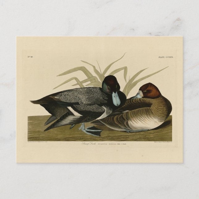 Scaup Duck (Lesser Scaup) Audubon Birds of America Postcard (Front)