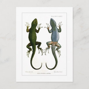 Sceloporus asper postcard