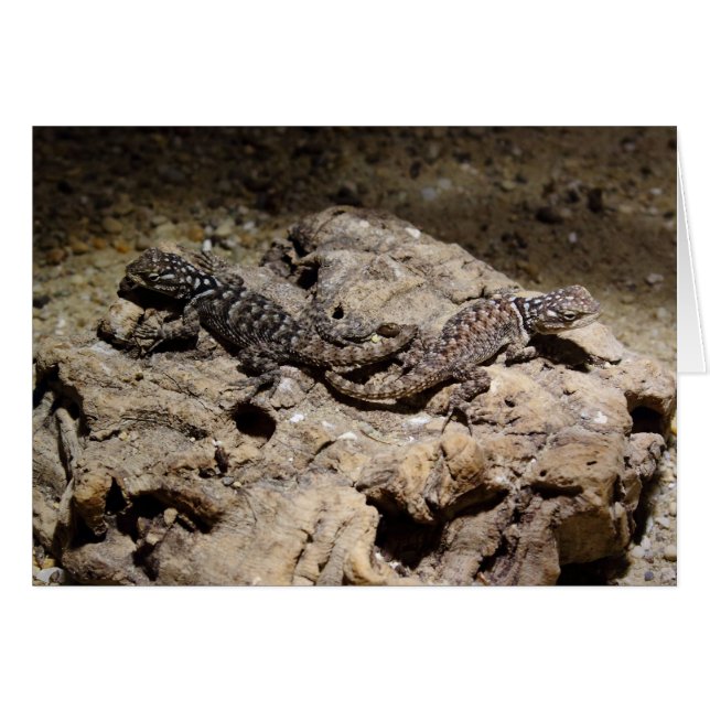 Sceloporus cyanogenys (Front Horizontal)