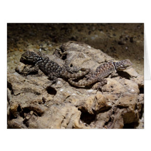 Sceloporus cyanogenys