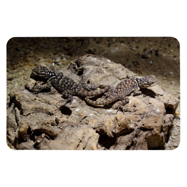 Sceloporus cyanogenys magnet (Horizontal)