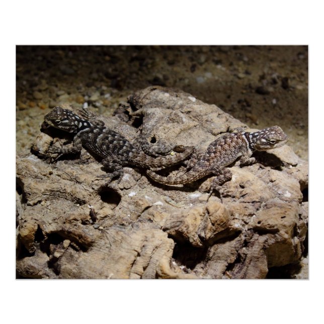 Sceloporus cyanogenys poster (Front)