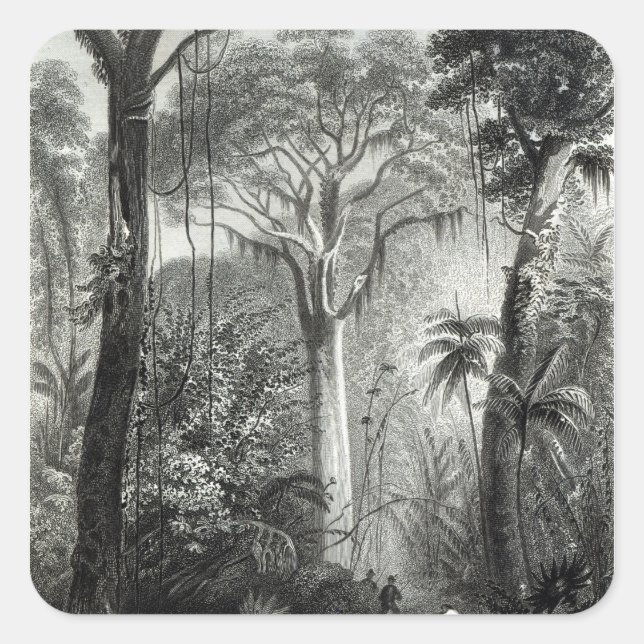 Scene in a Brazilian Forest engraved by Square Sticker (Front)