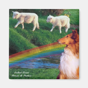 Scenic Ireland Stream with Collie and Sheep Magnet