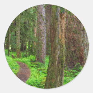 Scenic of old growth forest classic round sticker
