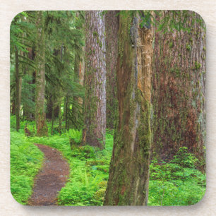 Scenic of old growth forest coaster