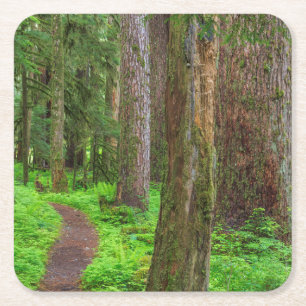 Scenic of old growth forest square paper coaster
