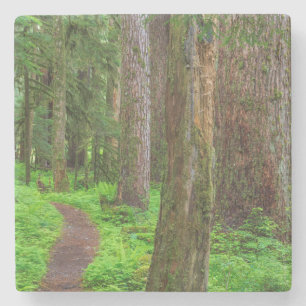 Scenic of old growth forest stone coaster