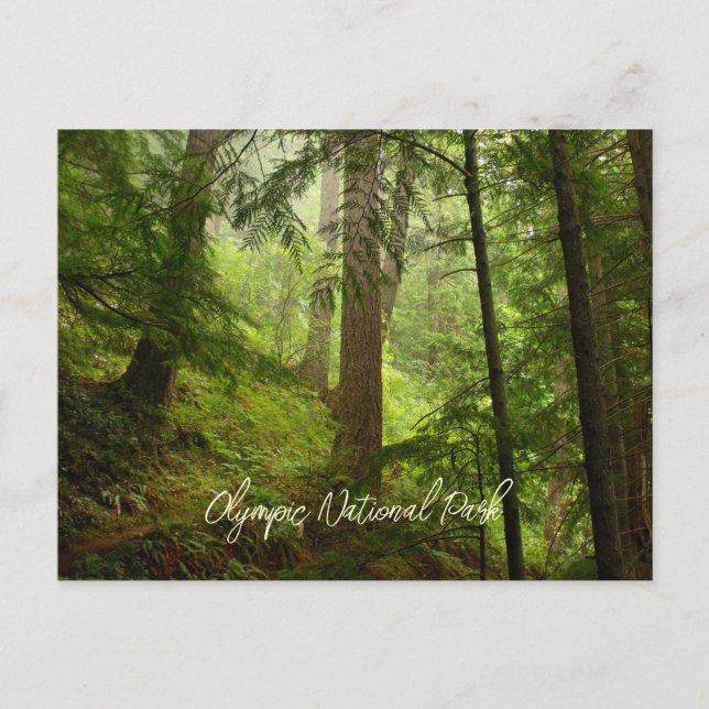 Scenic Olympic National Park Rainforest Postcard (Front)
