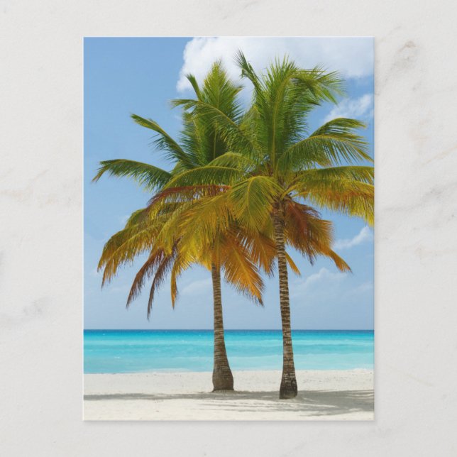 Scenic Palm Trees on a Tropical Beach Postcard (Front)