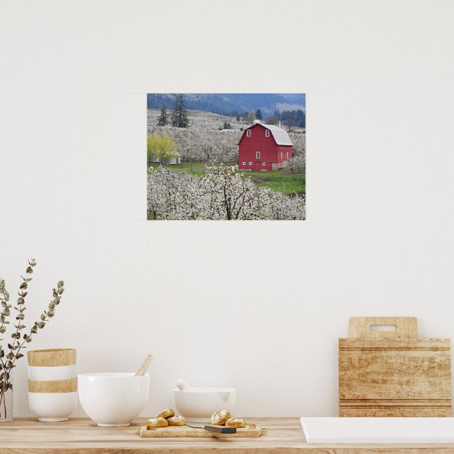 Scenic Red Barn and Pear Blossoms Poster (Kitchen)