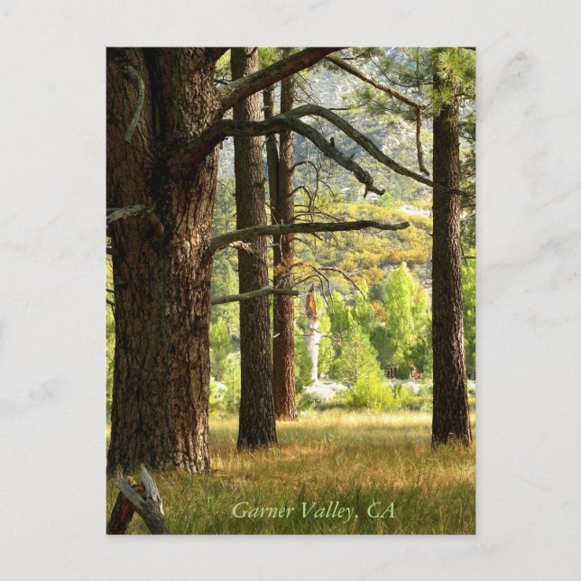 Scenic Trail Postcatd In Garner Valley, CA Postcard (Front)