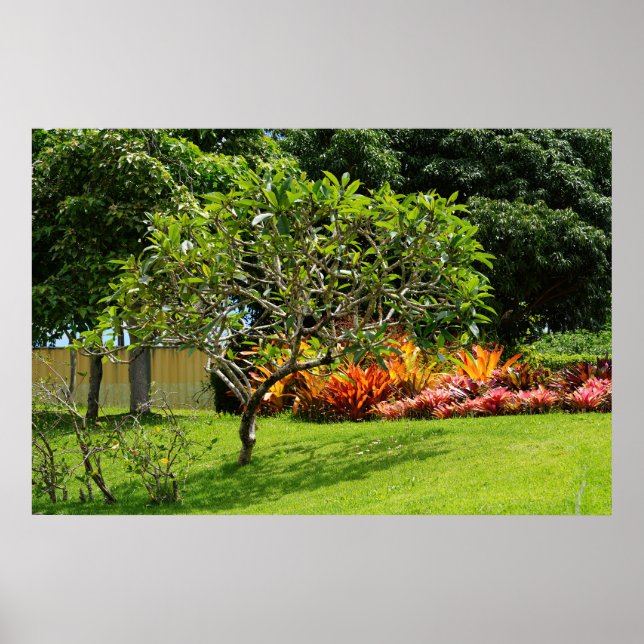 Scenic Tree Poster (Front)