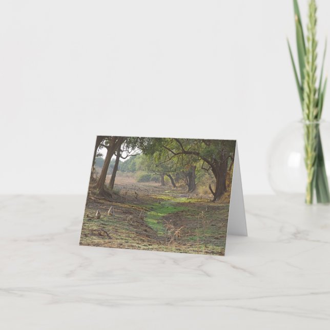 Scenic Zambia Woodland Card (Front)