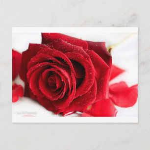 Scent of a Rose Postcard
