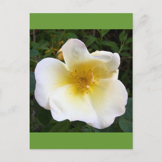 Scented Cream Rose Postcard (Front)
