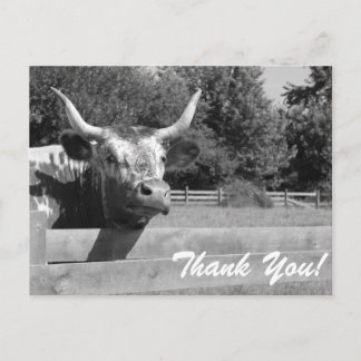Sceptical Cow Thank You Postcard