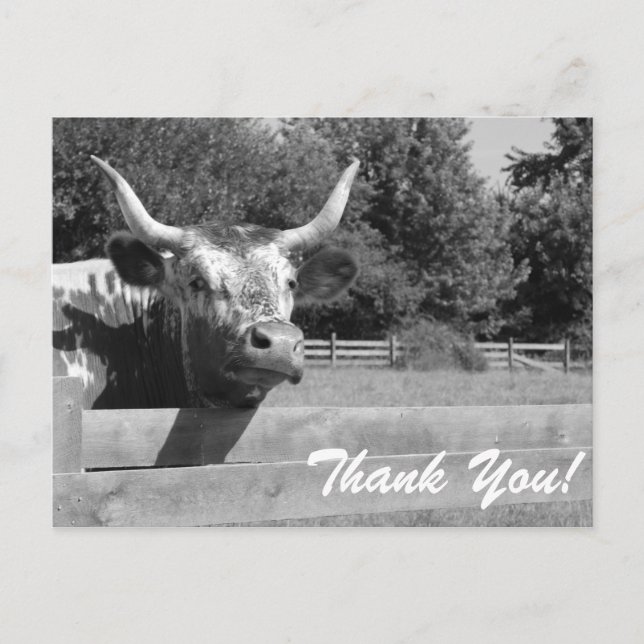 Sceptical Cow Thank You Postcard (Front)