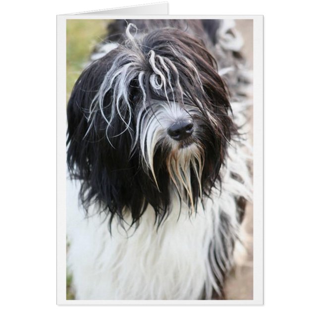 schapendoes.png (Front)