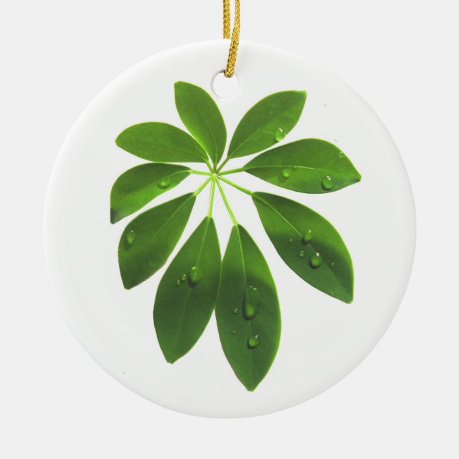 Schefflera ornament (Front)