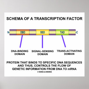 Schema Of A Transcription Factor (Protein) Poster