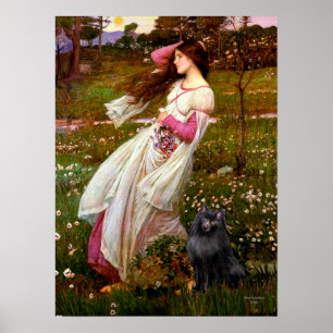 Schipperke 2 - Windflowers Poster