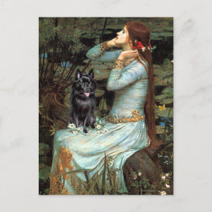 Schipperke 4 - Ophelia Seated Postcard