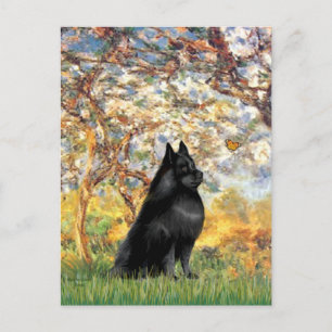 Schipperke 6 - Spring Postcard