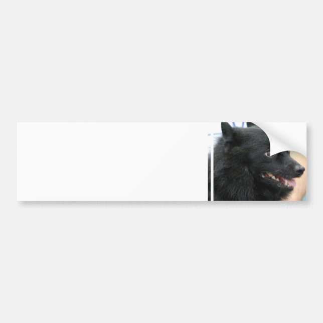 Schipperke Bumper Sticker (Front)