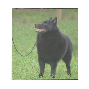 Schipperke Dog Notepad