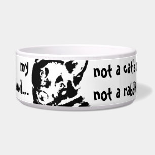 Schipperke Dog Picture